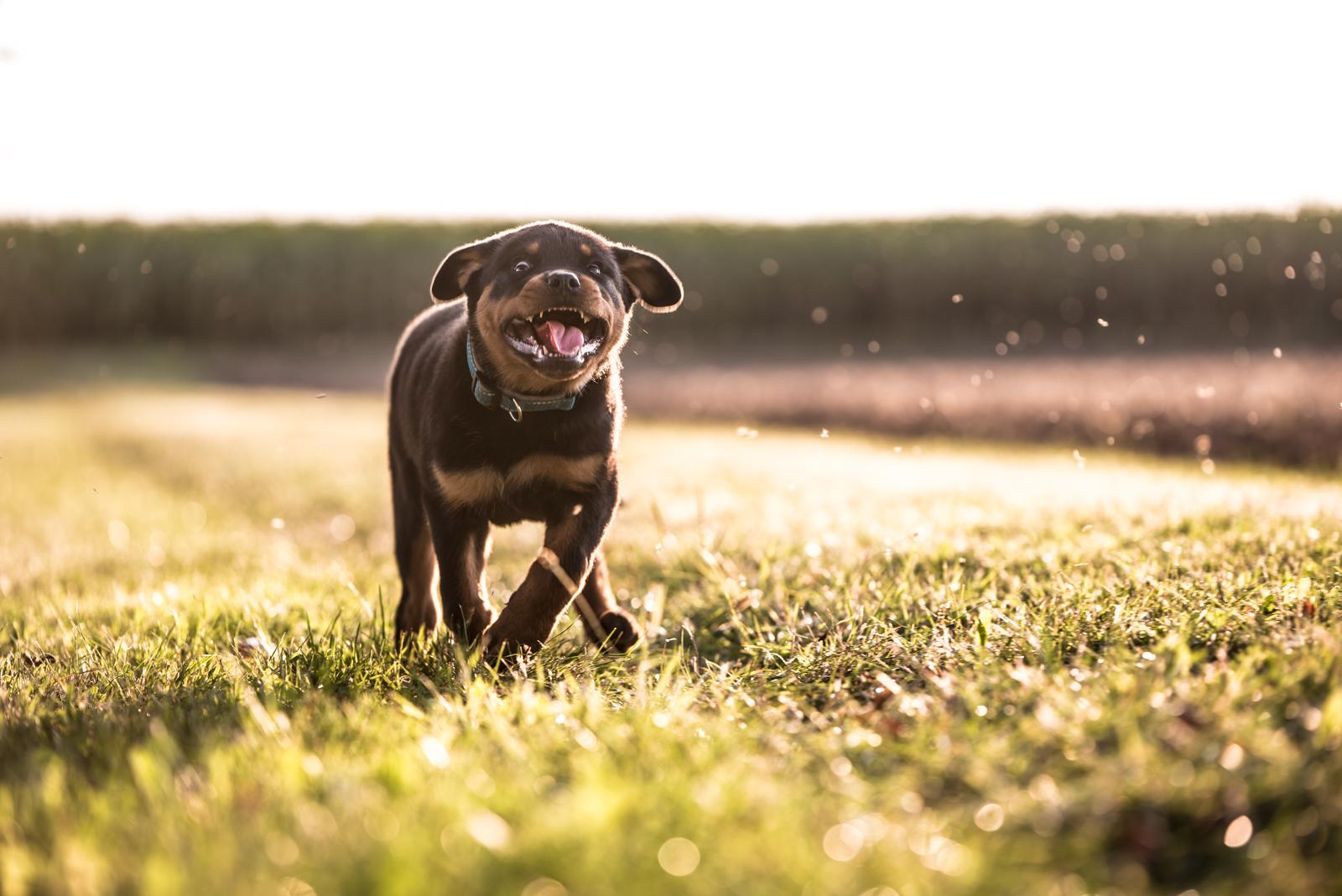 Tierfotograf-Labrador-Sven's Bildwerke-Hund-Hundefotografie5