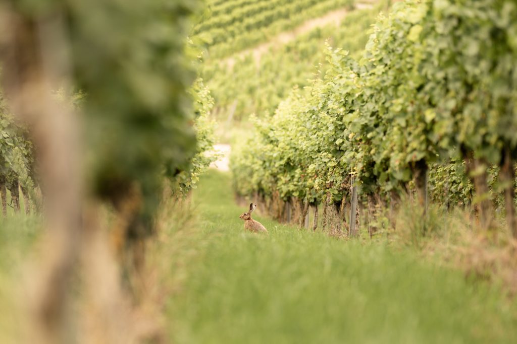 Ja, ich will!<br>Weinberge <br>und Iphofen 2 Ja, ich will!<br>Weinberge <br>und Iphofen 2